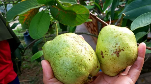 Kebun Jambu Marina